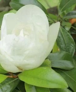 Future Forests Magnolia Grandiflora Galissonnière