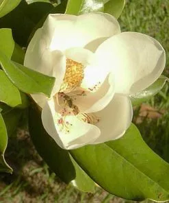 Future Forests Magnolia Grandiflora Galissonnière