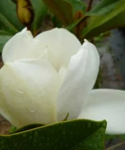 Future Forests Magnolia Grandiflora Galissonnière