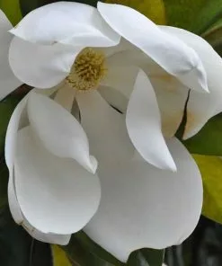 Future Forests Magnolia Grandiflora Galissonnière