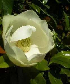 Future Forests Magnolia Grandiflora Galissonnière