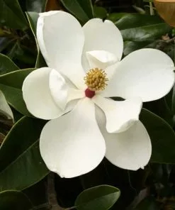 Future Forests Magnolia Grandiflora Galissonnière