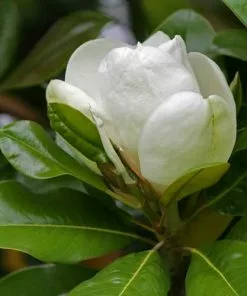 Future Forests Magnolia Grandiflora Galissonnière