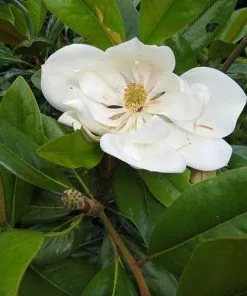 Future Forests Magnolia Grandiflora Galissonnière