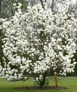 Future Forests Magnolia X Soulangeana Lennei Alba