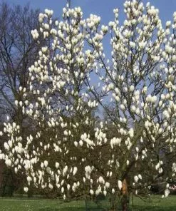 Future Forests Magnolia X Soulangeana Lennei Alba
