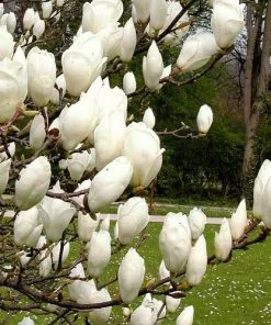 Future Forests Magnolia X Soulangeana Lennei Alba