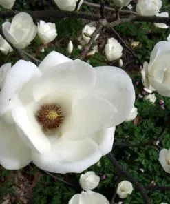 Future Forests Magnolia X Soulangeana Lennei Alba
