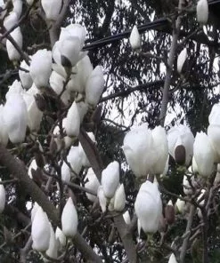 Future Forests Magnolia X Soulangeana Lennei Alba