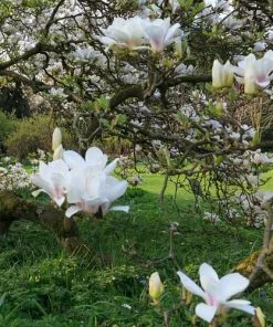 Future Forests Magnolia X Soulangeana Lennei Alba