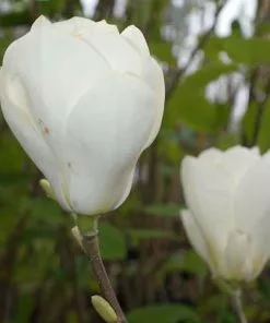 Future Forests Magnolia X Soulangeana Lennei Alba