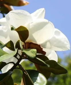 Future Forests Magnolia X Soulangeana Lennei Alba