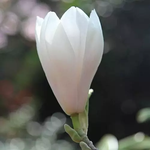 Future Forests Magnolia X Soulangeana Alba Superba 4 Future Forests Magnolia X Soulangeana Alba Superba