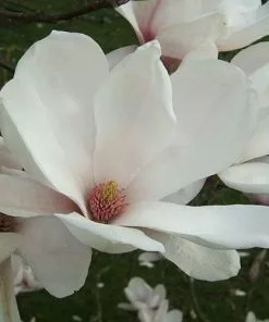 Future Forests Magnolia X Soulangeana Alba Superba 9 Future Forests Magnolia X Soulangeana Alba Superba