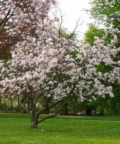 Future Forests Magnolia X Soulangeana Alba Superba 11 Future Forests Magnolia X Soulangeana Alba Superba