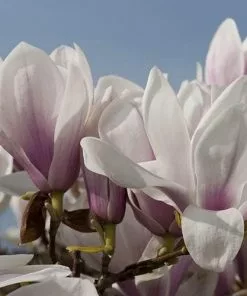 Future Forests Magnolia X Soulangeana Alba Superba