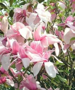 Future Forests Magnolia Liliiflora X Campbellii Star Wars