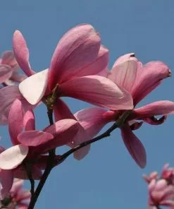 Future Forests Magnolia Galaxy Trees 10 Future Forests Magnolia Galaxy Trees