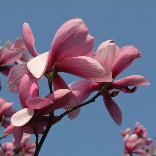 Future Forests Magnolia Galaxy Trees 5 Future Forests Magnolia Galaxy Trees