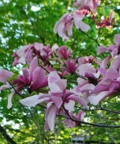 Future Forests Magnolia Galaxy Trees 11 Future Forests Magnolia Galaxy Trees