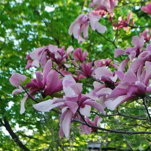 Future Forests Magnolia Galaxy Trees 6 Future Forests Magnolia Galaxy Trees