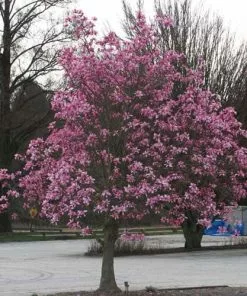 Future Forests Magnolia Galaxy Trees 12 Future Forests Magnolia Galaxy Trees