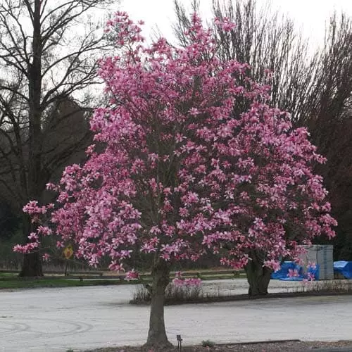 Future Forests Magnolia Galaxy Trees 7 Future Forests Magnolia Galaxy Trees