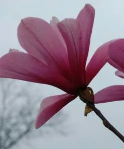 Future Forests Magnolia Galaxy Trees 13 Future Forests Magnolia Galaxy Trees