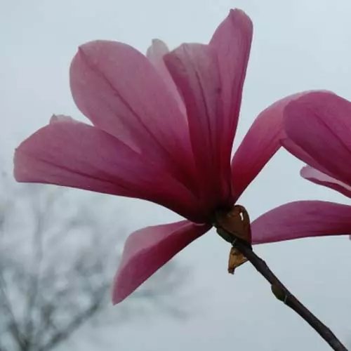 Future Forests Magnolia Galaxy Trees 8 Future Forests Magnolia Galaxy Trees