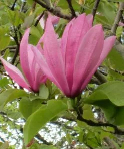 Future Forests Magnolia Galaxy Trees