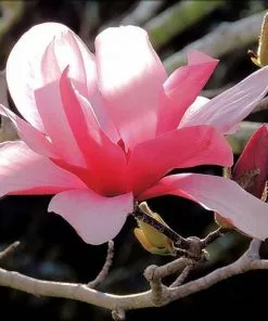 Future Forests Magnolia Galaxy Trees