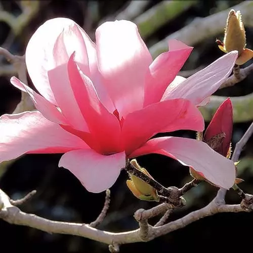 Future Forests Magnolia Galaxy Trees 4 Future Forests Magnolia Galaxy Trees