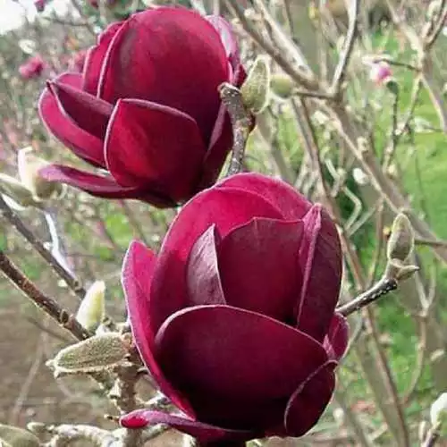 Future Forests Magnolia X Soulangeana Lilliflora Genie 3 Future Forests Magnolia X Soulangeana Lilliflora Genie