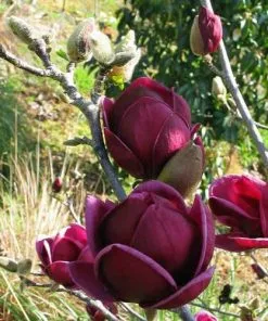 Future Forests Magnolia X Soulangeana Lilliflora Genie