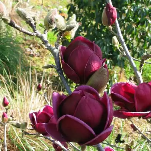 Future Forests Magnolia X Soulangeana Lilliflora Genie 4 Future Forests Magnolia X Soulangeana Lilliflora Genie