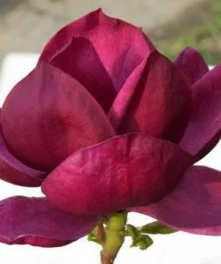 Future Forests Magnolia X Soulangeana Lilliflora Genie 12 Future Forests Magnolia X Soulangeana Lilliflora Genie