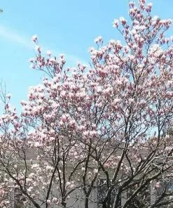 Future Forests Magnolia X Soulangeana