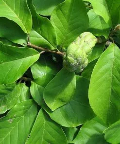 Future Forests Magnolia X Soulangeana