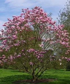 Future Forests Magnolia Liliiflora X Campbellii Star Wars