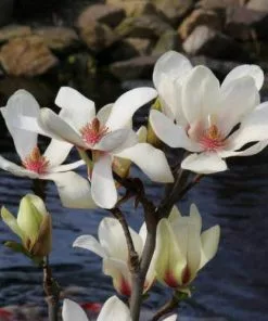 Future Forests Shrubs Magnolia Denudata Sunrise