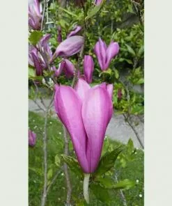 Future Forests Magnolia Susan 14 Future Forests Magnolia Susan