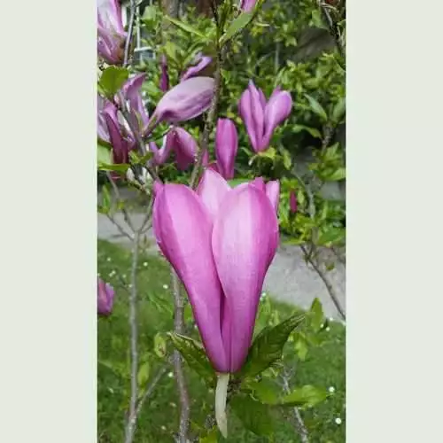 Future Forests Magnolia Susan 7 Future Forests Magnolia Susan