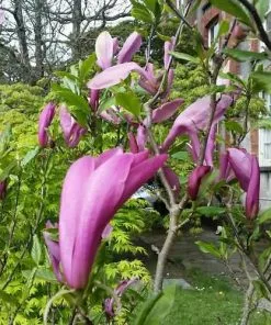 Future Forests Magnolia Susan 13 Future Forests Magnolia Susan