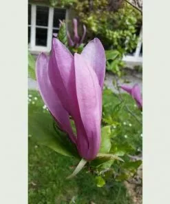 Future Forests Magnolia Susan 15 Future Forests Magnolia Susan