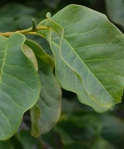 Future Forests Magnolia Campbellii