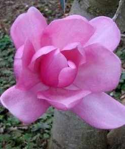 Future Forests Magnolia Campbellii