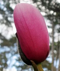 Future Forests Magnolia Campbellii
