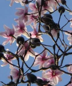 Future Forests Magnolia Campbellii