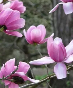 Future Forests Magnolia Campbellii