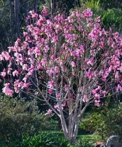 Future Forests Magnolia Campbellii